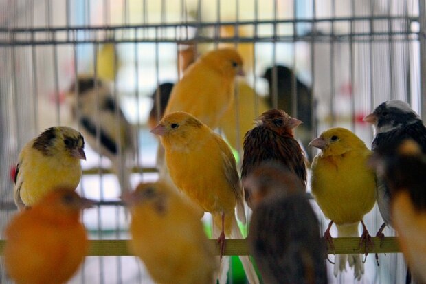 رهایی ۲۸۰ پرنده کمیاب زینتی از دست قاچاقچیان