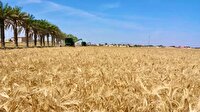 اختصاص بیش از ۸۰۰۰ هکتار از اراضی دلگان به کشت گندم