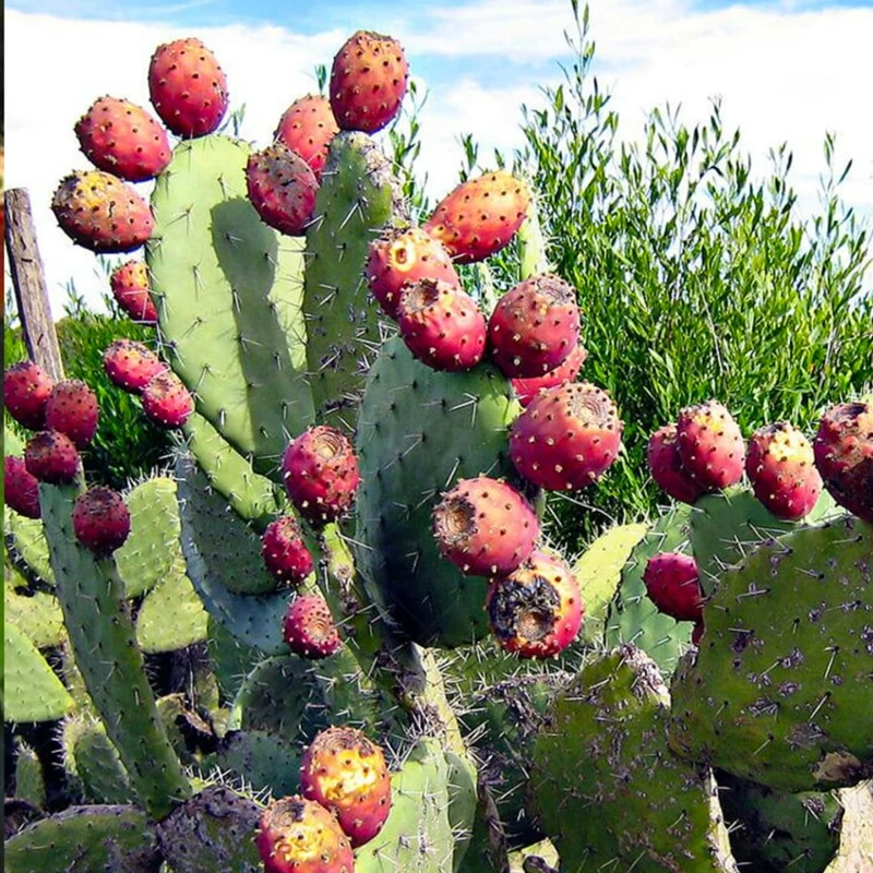گسترش کشت آپونتیا برای مقابله خشکسالی