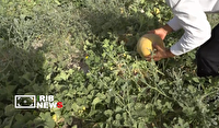 برداشت صیفی‌جات از مزارع روستای رود فاریاب دشتستان