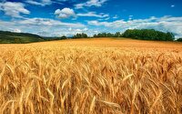 تاکید برنظارت جدی بر اجرای  برنامه‌ ۳ ساله برای افزایش تولیدات کشاورزی کرمانشاه