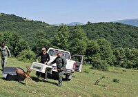 نجات شوکای گرفتار شده در رودبار