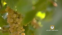 افزایش بهره‌وری تاکستان‌ها با استفاده از روش داربستی
