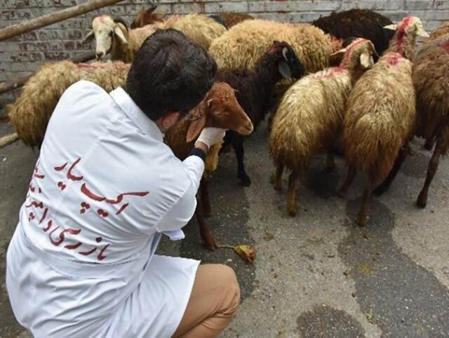 فعالیت ۴۰ تیم نظارت بهداشتی دامپزشکی خراسان جنوبی در ماه محرم فعالیت ۴۰ تیم نظارت بهداشتی دامپزشکی خراسان جنوبی در ماه محرم